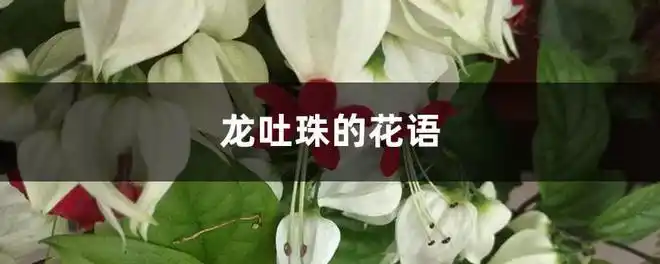 网易首页>网易号>正文申请入驻>一,花语和寓意1,珍贵纯洁:龙吐珠这种