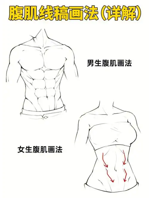 男女腹肌的画法讲解