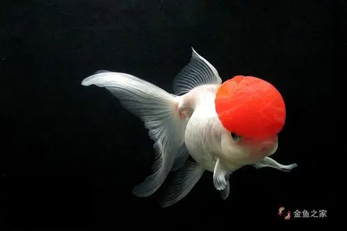 鹤顶红金鱼