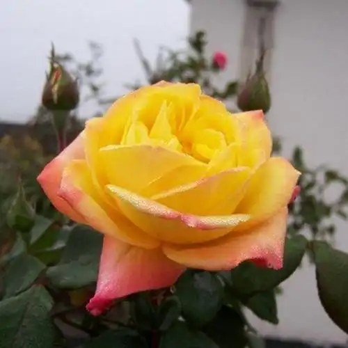 藤本月季光谱(法国)