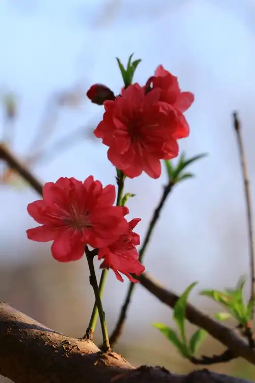 2021年新春桃花盛开,添加春节气氛,迎接新年到来,生活美好,新年快乐