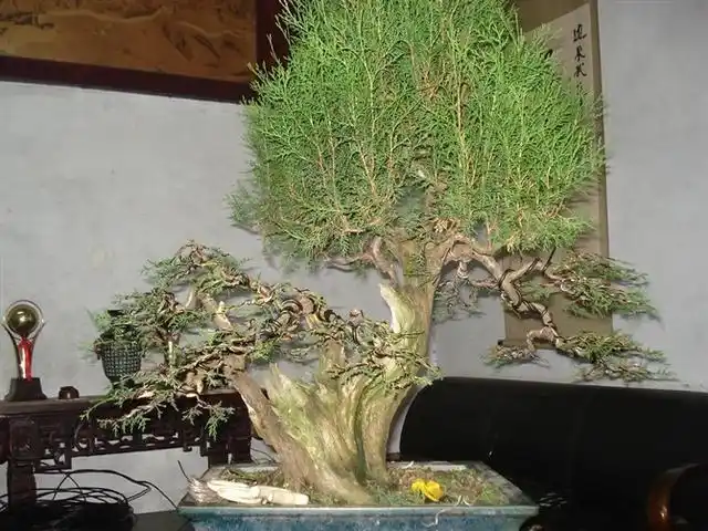 侧柏盆景蟠扎整型图解值得琢磨100遍的实操教程