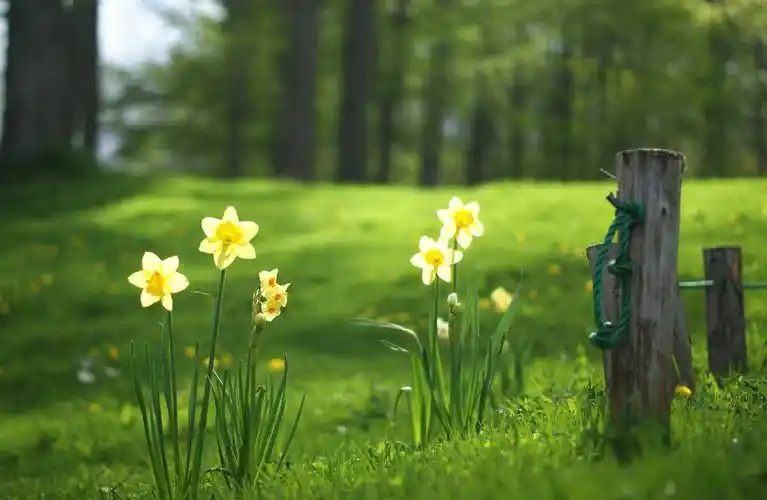 唐代诗人写下一首千古绝诗,古木又逢春,道尽春天的意境和力量