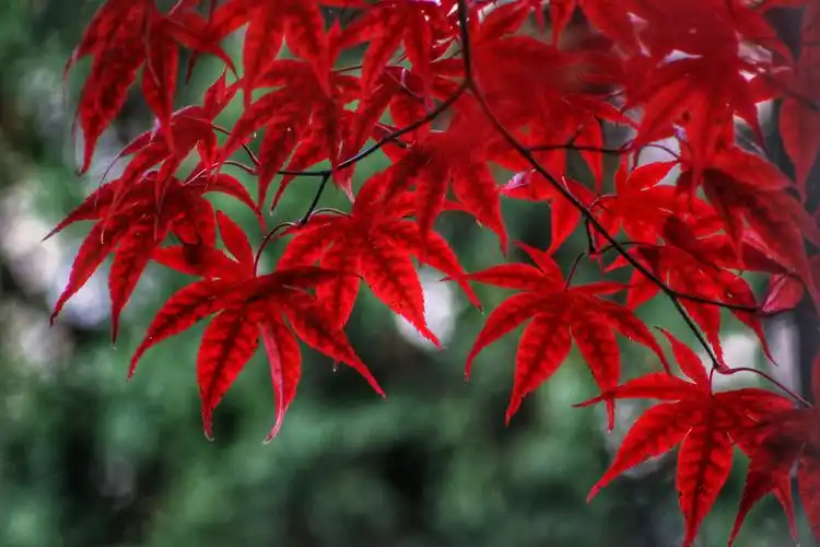 深秋红枫美醉人