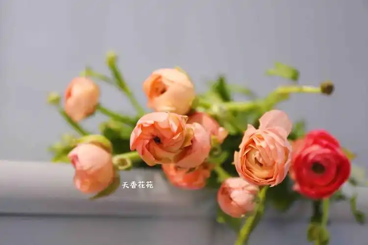 每周一花洋牡丹25元把颜色红色黄色白色橙色颜色随机提货时间3月26日3