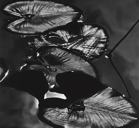 艺术与设计 - 抽象派摄影大师布雷特·韦斯顿