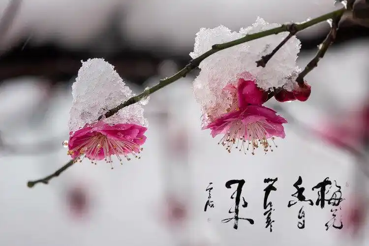 雪中的梅花,把梅花的品格和气质体现的淋漓尽致.