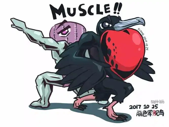 每天只睡45分钟,军舰鸟如何能连飞几十天?