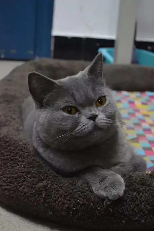 【英短 蓝白 正八字脸】出售