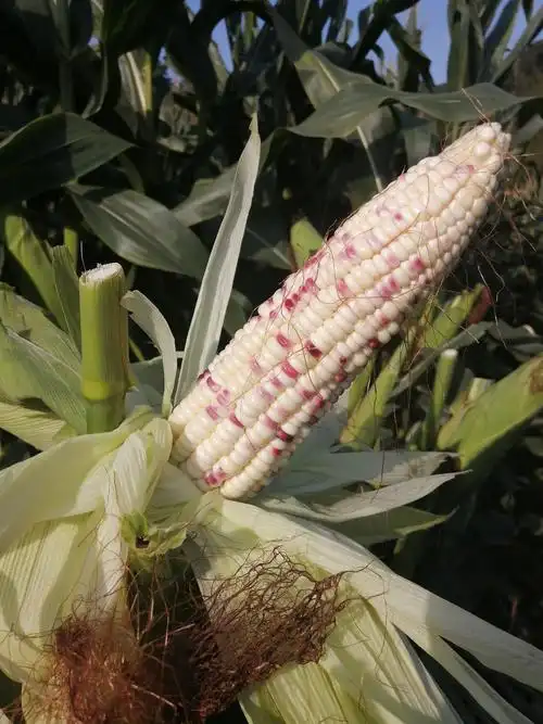 作物所科技人员参加九峰村举办的鲜食玉米采摘节活动