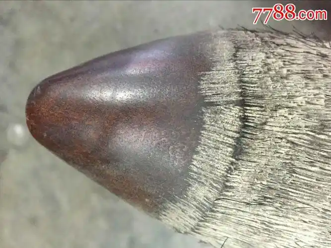 竹丝纹牦牛角-价格:1300元-se36420093-其他角制品-零售-7788琉璃收藏