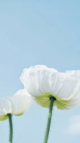 花- 堆糖,美图壁纸兴趣社区