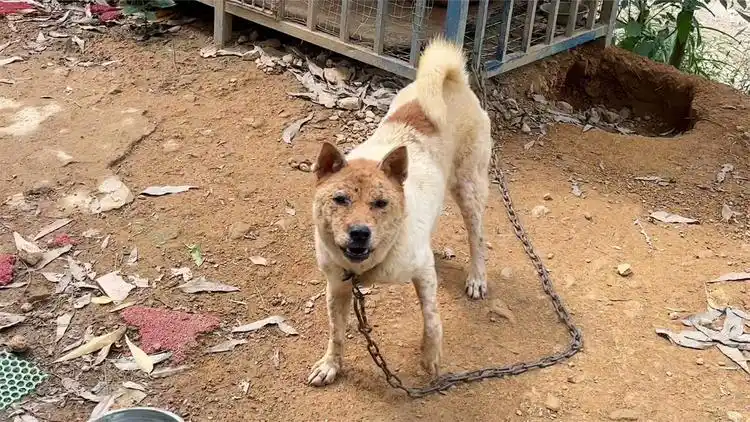 这土猎犬相貌,不咋样,想不到后面试狗,猎性超乎想象.