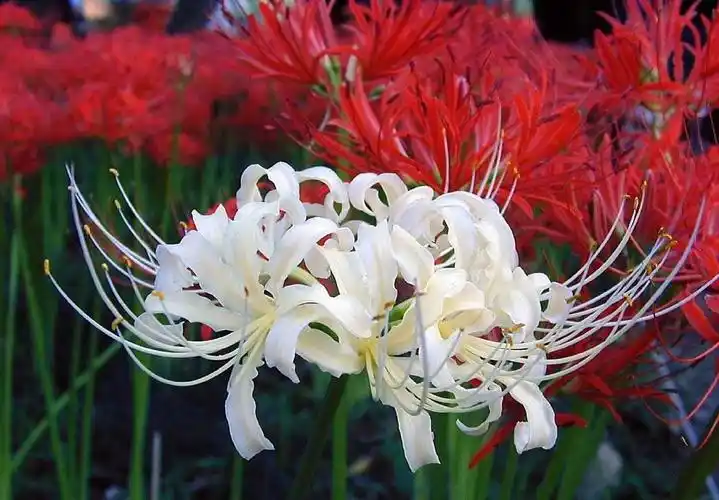 彼岸花图片(彼岸花图片 壁纸)