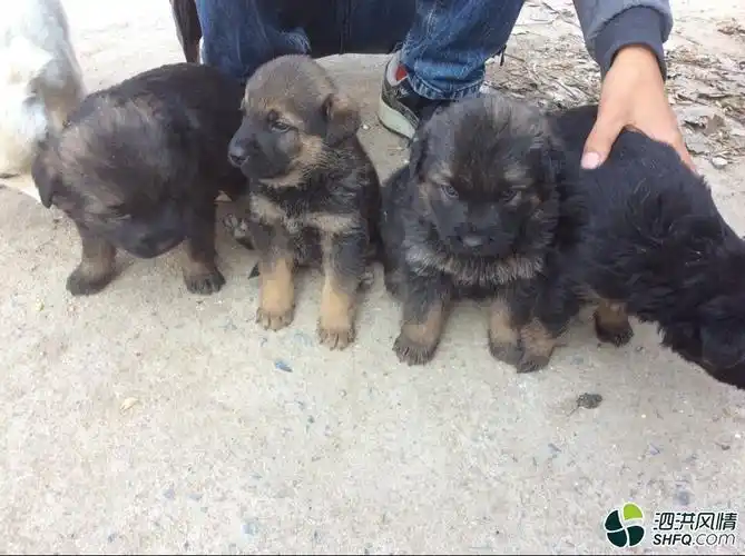 公藏獒母狼青生下的宝宝什么样?