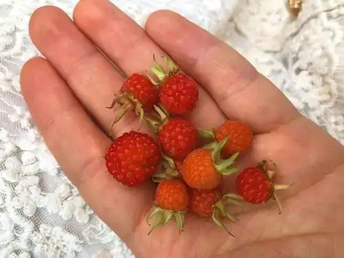 又到漫山遍野这种红色小果果的时候了!_果子