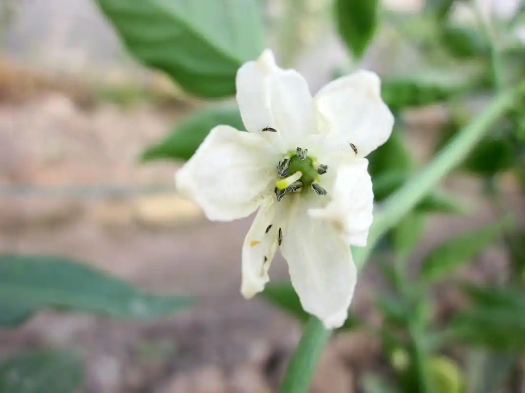 辣椒蓟马强势来袭,专家教你如何有效应对