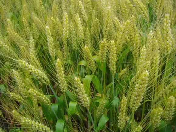 冬麦粉 的图片集