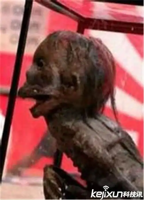 广东水库抓到一只水鬼 是传说中的水猴子?