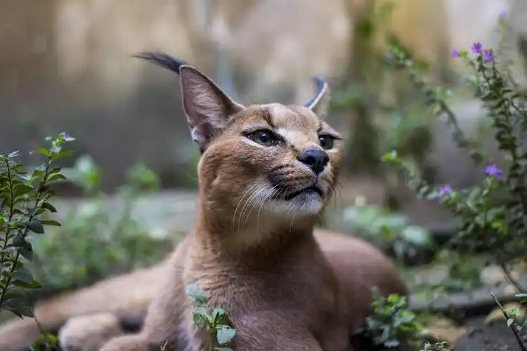 猫科动物图片_猫科动物图片大全_全景图片