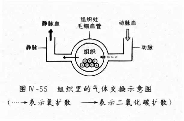 肺与外界的气体交换是通过呼吸运动(既:  呼气和  吸  气)完成的.