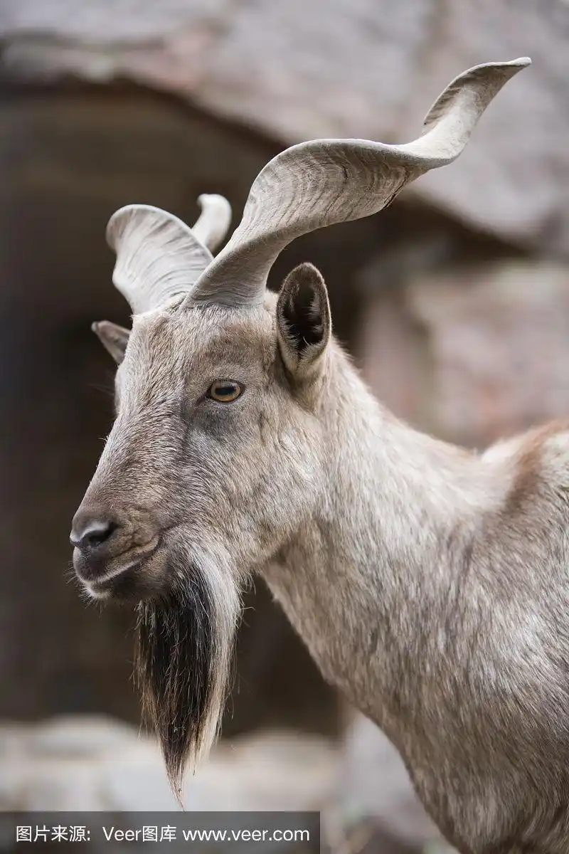一个野生螺旋角雄性山羊的特写