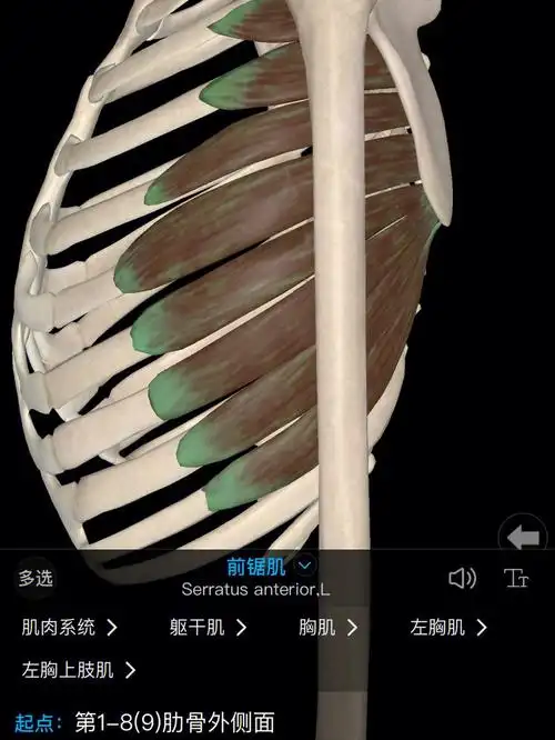 肩颈不适其中一大元凶前锯肌