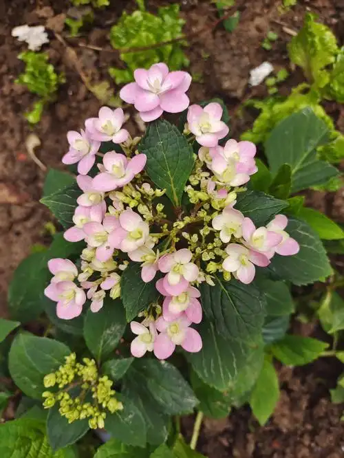 绣球花这个是不是就是秃头了,还能开圆吗?