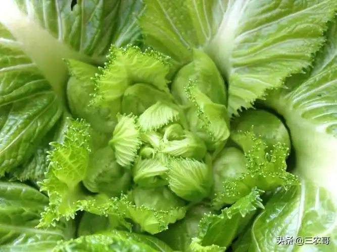 儿菜的种植方法及时间(儿菜种植技术和管理方法)