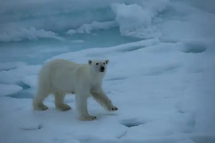 深入北极圈,去北极点看看野生状态下的北极熊