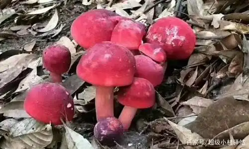 吸天地灵露精华的野生红菇,是山中难觅踪迹的菌中珍馐