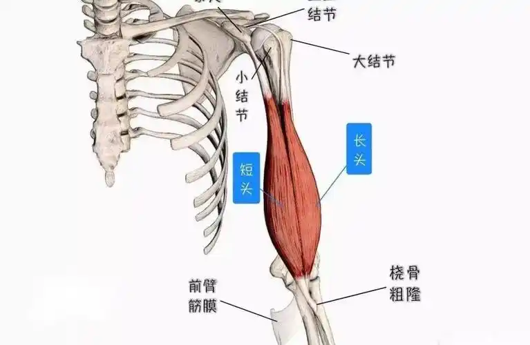 为什么受伤的总是我来自肱二头肌的自白