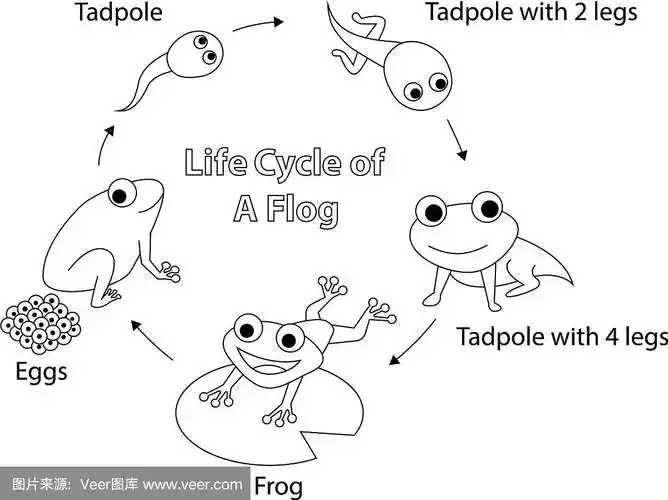 生命周期的青蛙为着色艺术