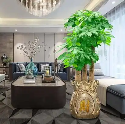 发财树观叶植物三杆步步高钱袋盆办公室绿植盆栽