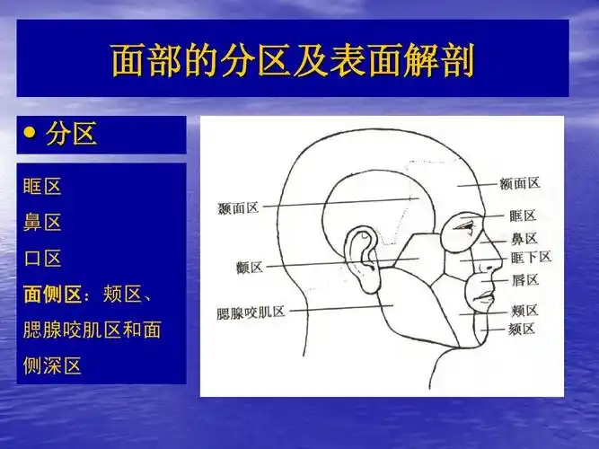面部局部解剖ppt