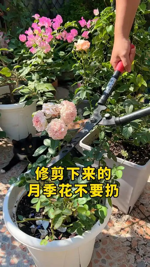 修剪下来的月季花不要扔