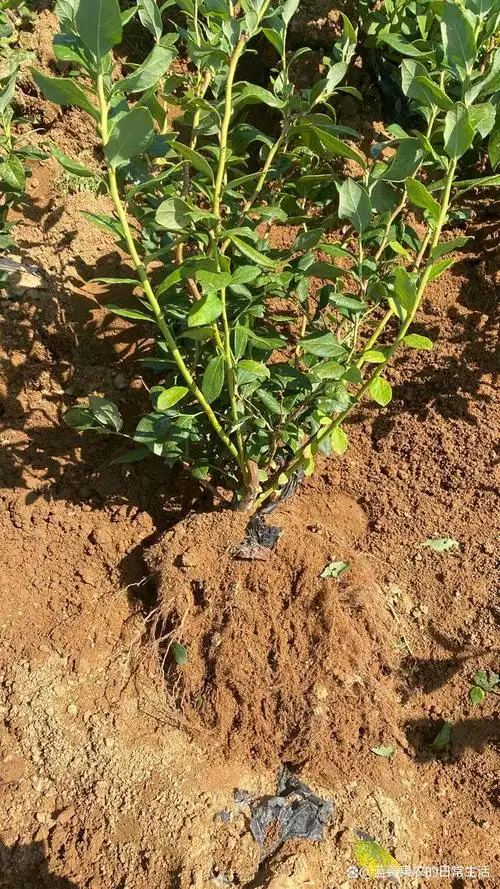西藏能种蓝莓苗吗?耐寒果大德雷珀蓝莓苗效果,产量高