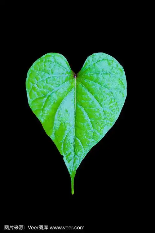 心形的叶子