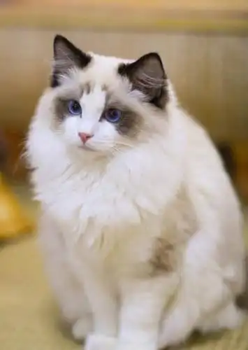 盛世美颜布偶猫遇上会拍照的主人