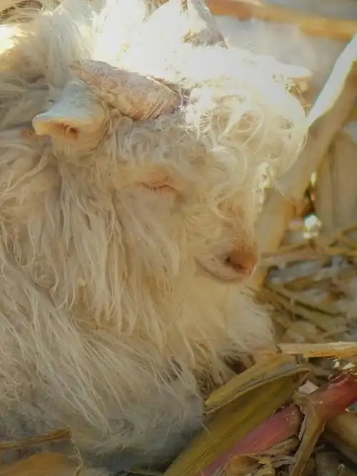 美羊羊和家人们