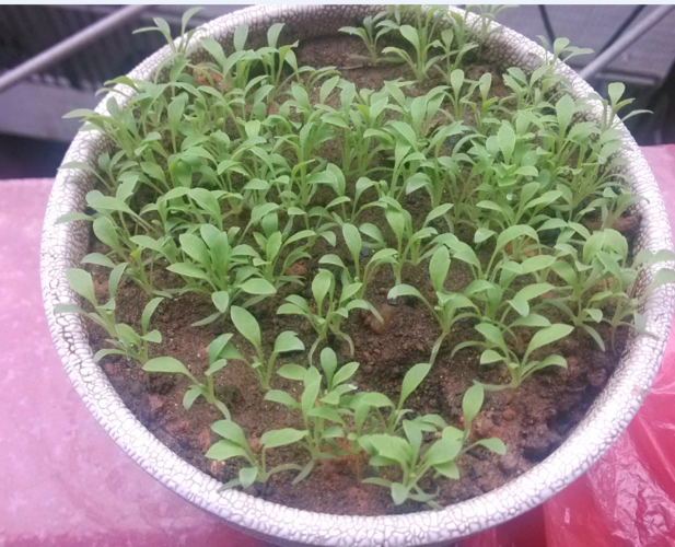 刚种下的,应该还是幼苗,听说是跟罂粟类似的,有点担心,所以上网,让