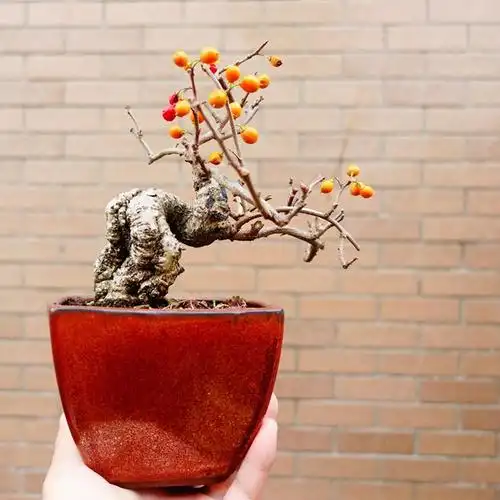 (已出)日本小品蔓梅凝 花果盆景 原土原盆 微信盆栽 一物一拍-淘宝网