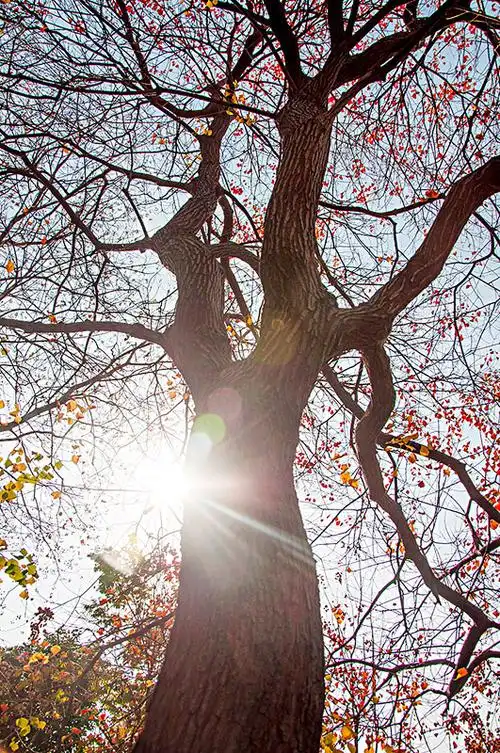 逆光环境中的高大树木
