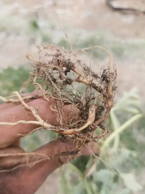 我这西瓜什么病啊根部坏掉了裂蔓留褐色分泌物