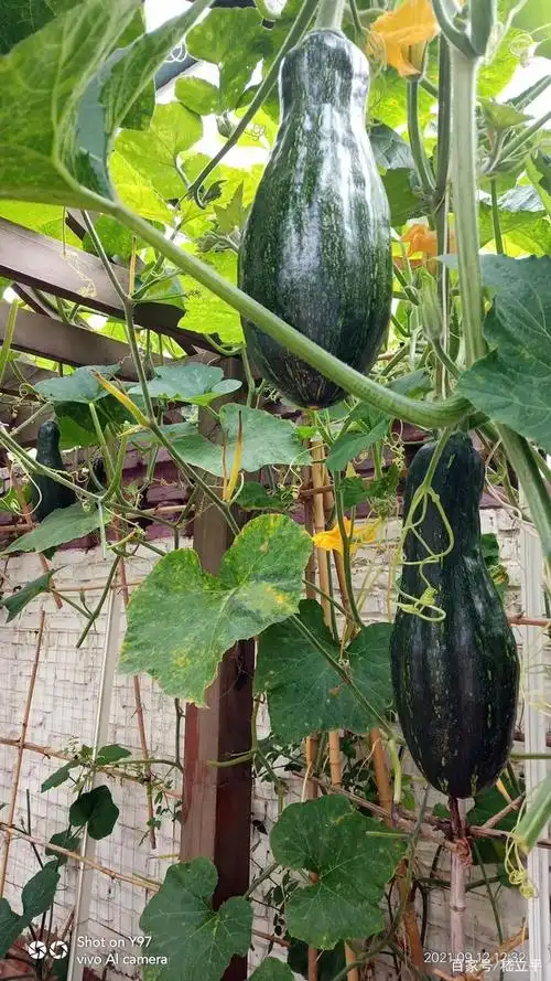 吾家小院的南瓜