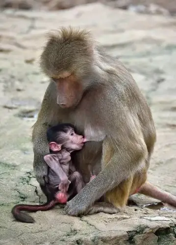 的地位,阿拉伯狒狒家族等级分明,(摄于长隆野生动物世界)宝宝在家族中