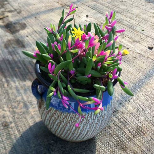 彩色圆叶紫玄月多肉植物稀有品种吊兰盆栽办公室辐射花卉绿植