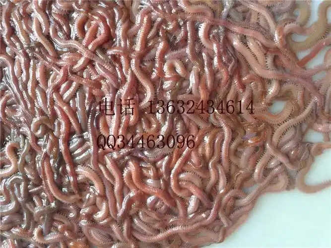 供应红青虫,红虫,红沙蚕,母虾育苗