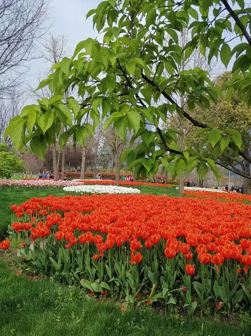 大宁公园花博会