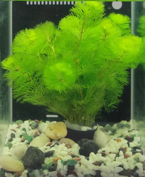 四季淡水鱼缸造景懒人活体水草植物真草后景绿菊花